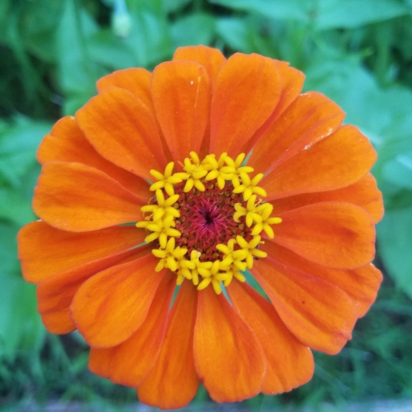 Meet your Posher, Evelyn - Picture 2 of 3